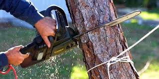 Best Arborist Consultation Services  in Yreka, CA