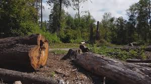 Best Tree Disease Treatment  in Yreka, CA