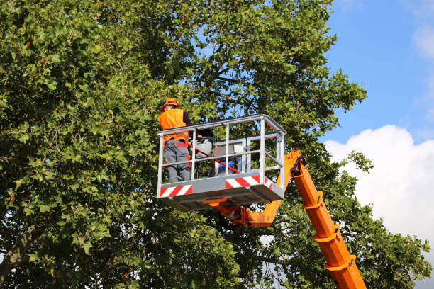 Best Lawn Dethatching  in Yreka, CA